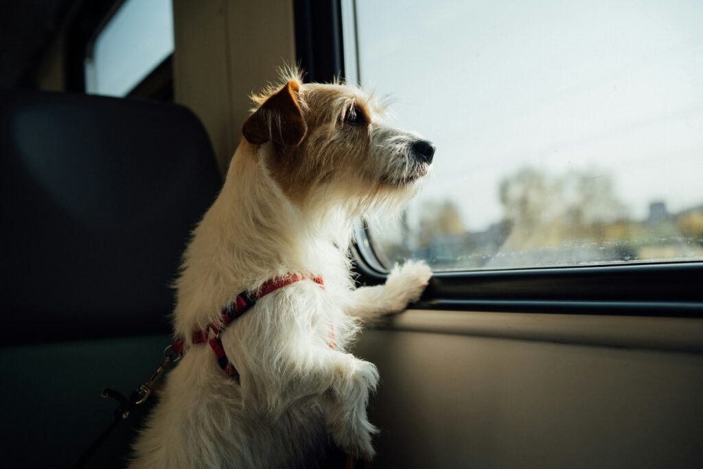 Pet Travel Guide 2026: How to Travel Safely and Comfortably with Your Pets
