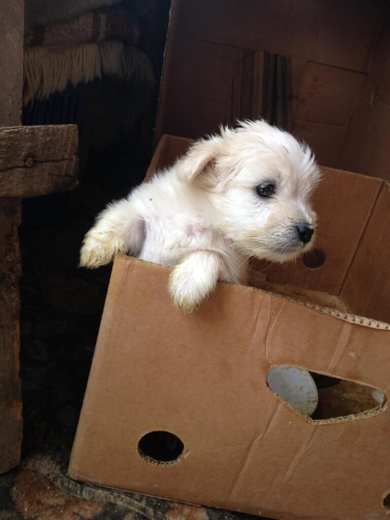 Common Pet Care Mistakes Every Owner Must Avoid