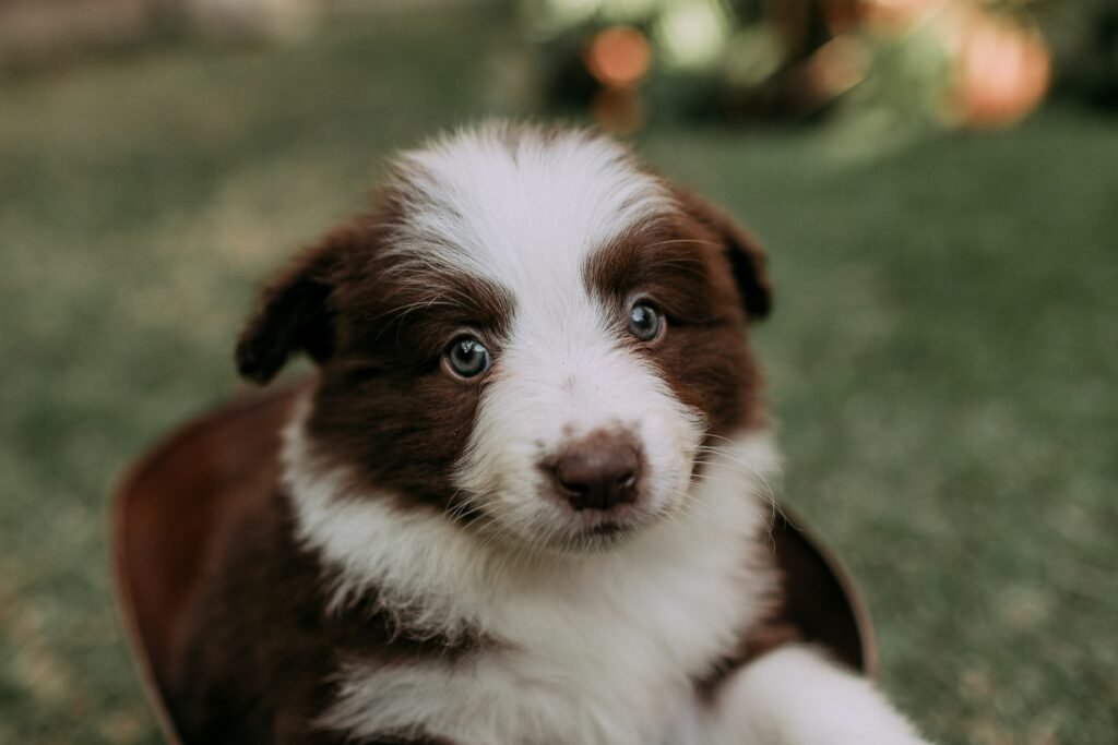 Best Dog Care Tips: How to Keep Your Dog Healthy and Active