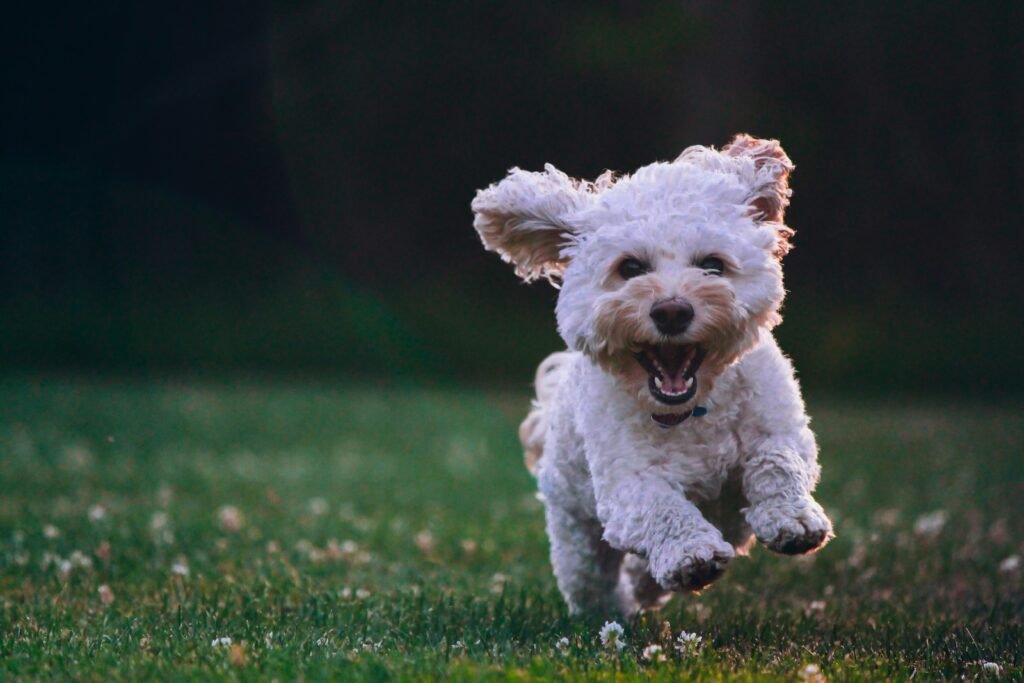Common Pet Care Mistakes Every Owner Must Avoid