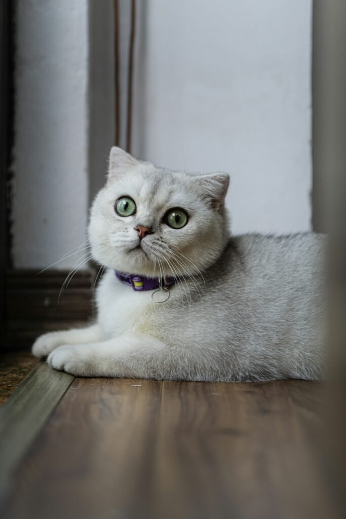 Cat Care Guide: Simple Ways to Keep Your Cat Healthy and Happy