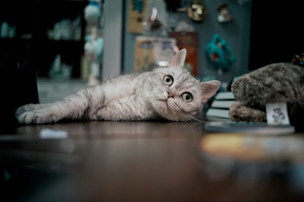 From Survival to Happiness: How to Truly Improve Your Pet’s Quality of Life