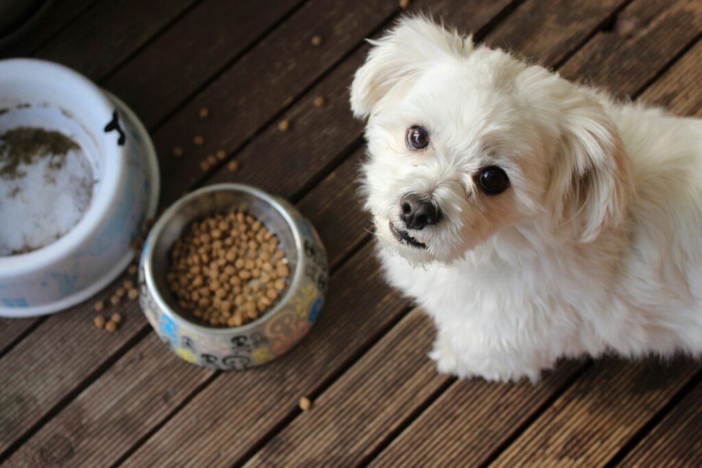 Pet Nutrition Guide 2026: What to Feed Your Pets for a Longer and Healthier Life