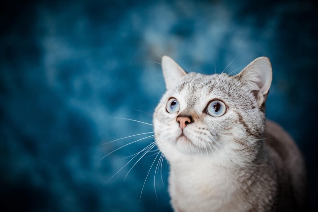 The Complete Pet Care Blueprint: How to Raise a Healthy, Happy, and Well-Behaved Pet