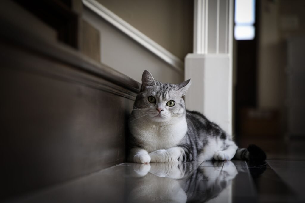 Indoor Pet Lifestyle Guide: How to Keep Pets Happy and Active Without Outdoor Access