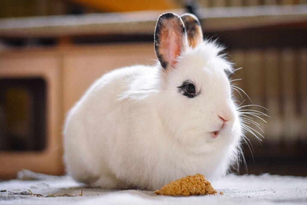 Pet Nutrition Guide 2026: What to Feed Your Pets for a Longer and Healthier Life
