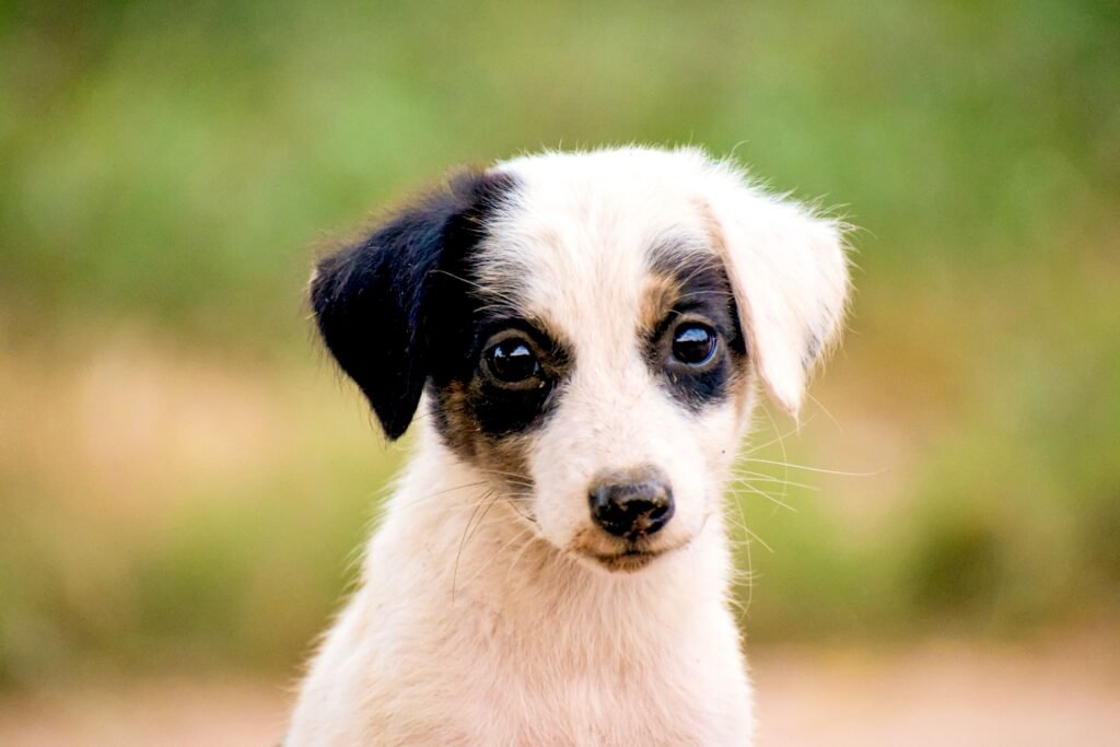 Best Dog Care Tips: How to Keep Your Dog Healthy and Active