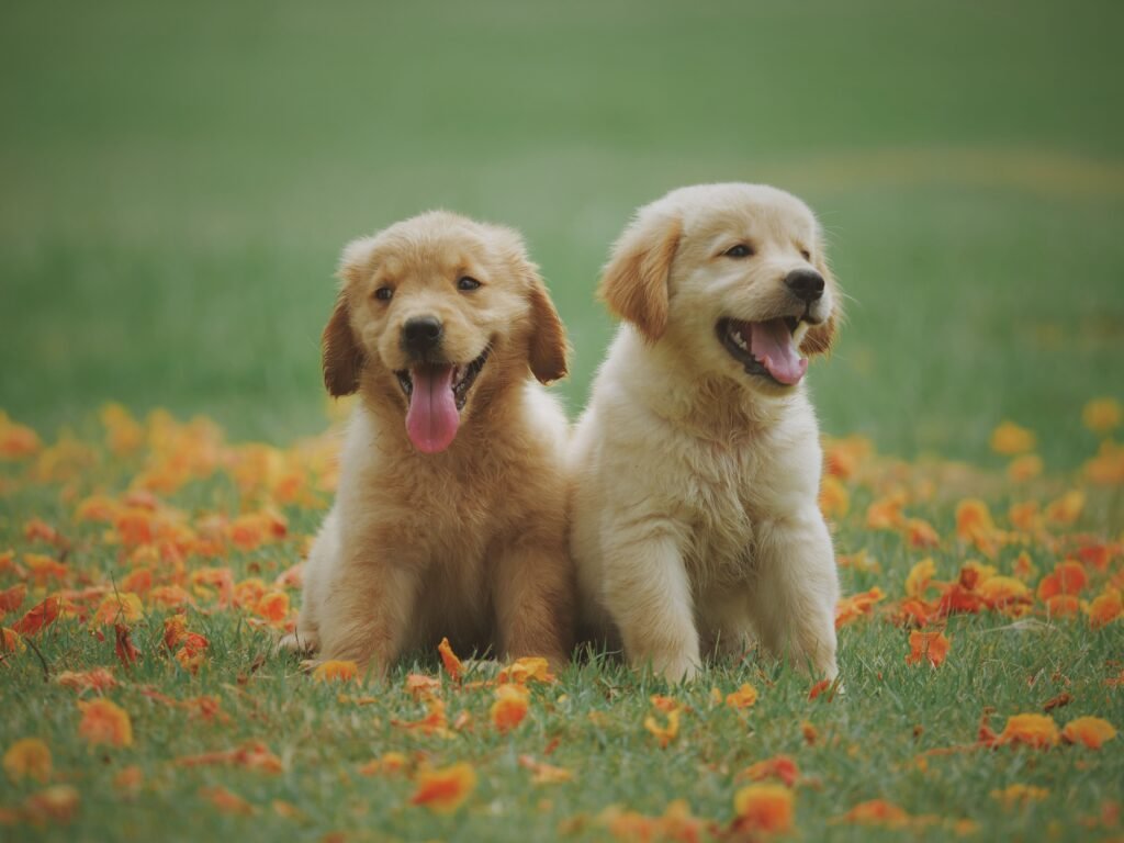 Complete Guide to Pet Care: Tips for Raising Healthy and Happy Pets
