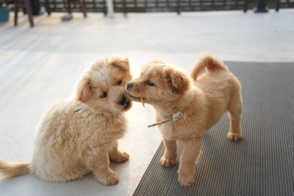 Pet Insurance Guide 2026: Why Every Pet Owner Should Consider It