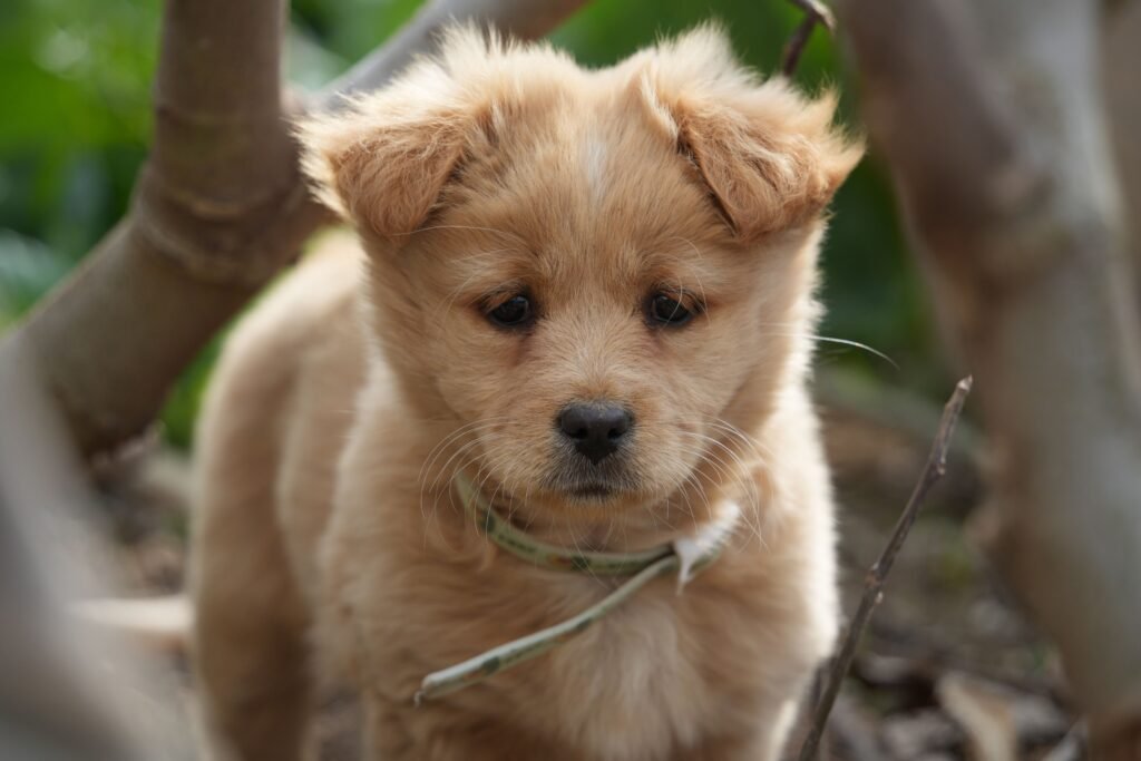 Pet Travel Guide 2026: How to Travel Safely and Comfortably with Your Pets