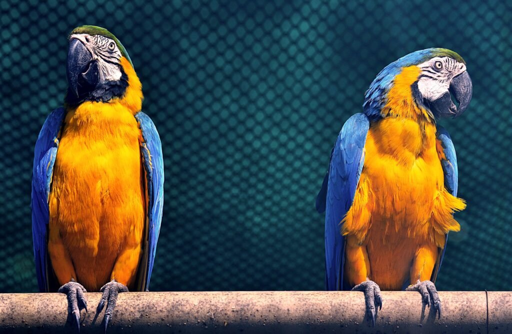 From Survival to Happiness: How to Truly Improve Your Pet’s Quality of Life