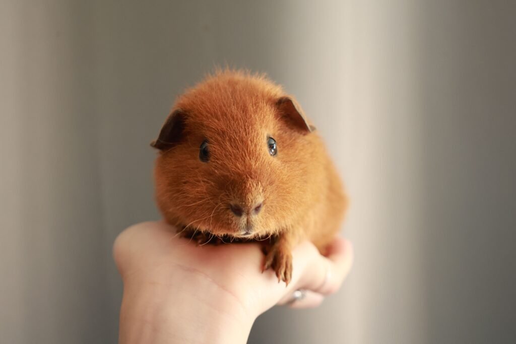 Essential Pet Health Tips: How to Keep Your Pets Active, Safe, and Disease-Free