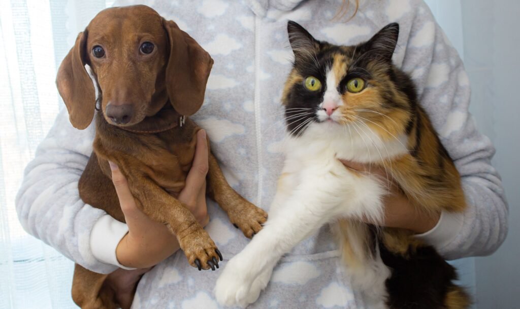 Pet Adoption Guide 2026: Everything You Need to Know Before Adopting a Pet