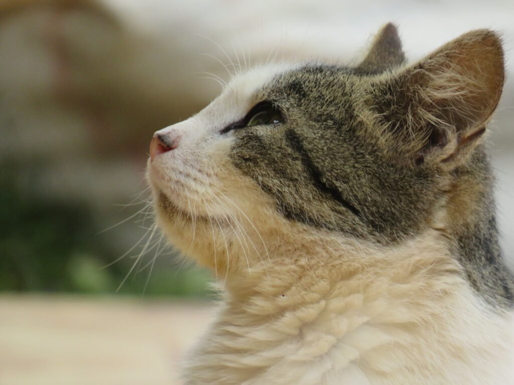 Cat Care Guide: Simple Ways to Keep Your Cat Healthy and Happy