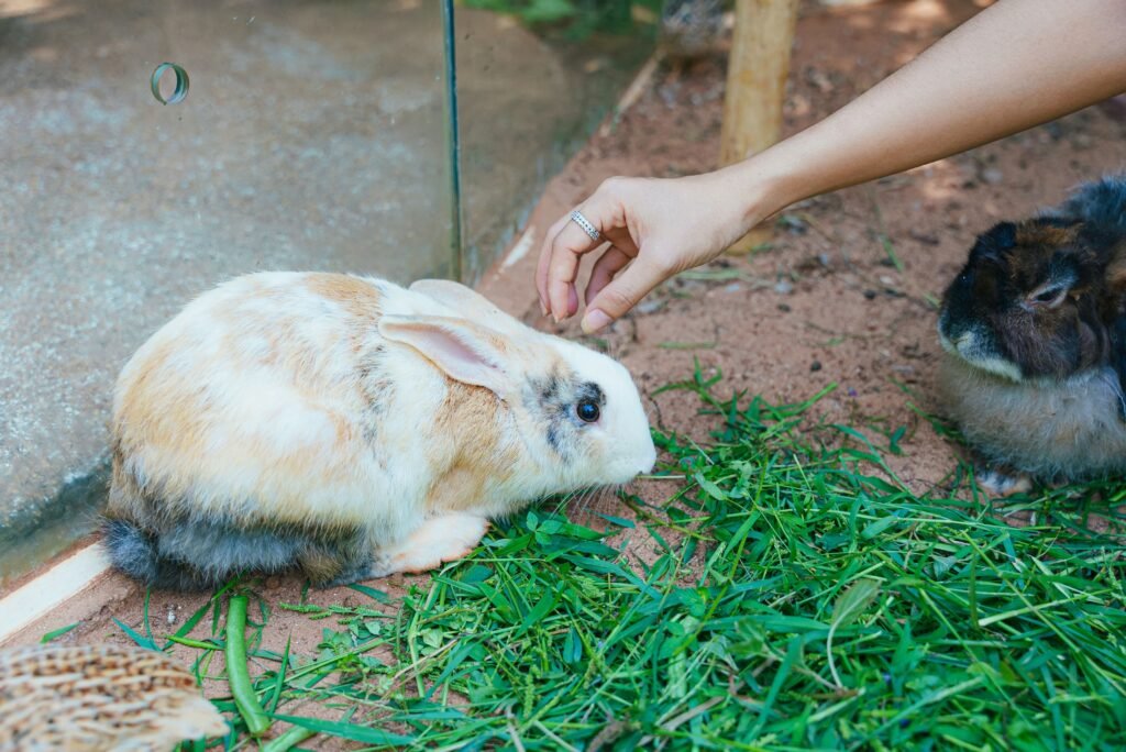 Pet Training Guide 2026: Simple Methods to Train Your Pet for Better Behavior