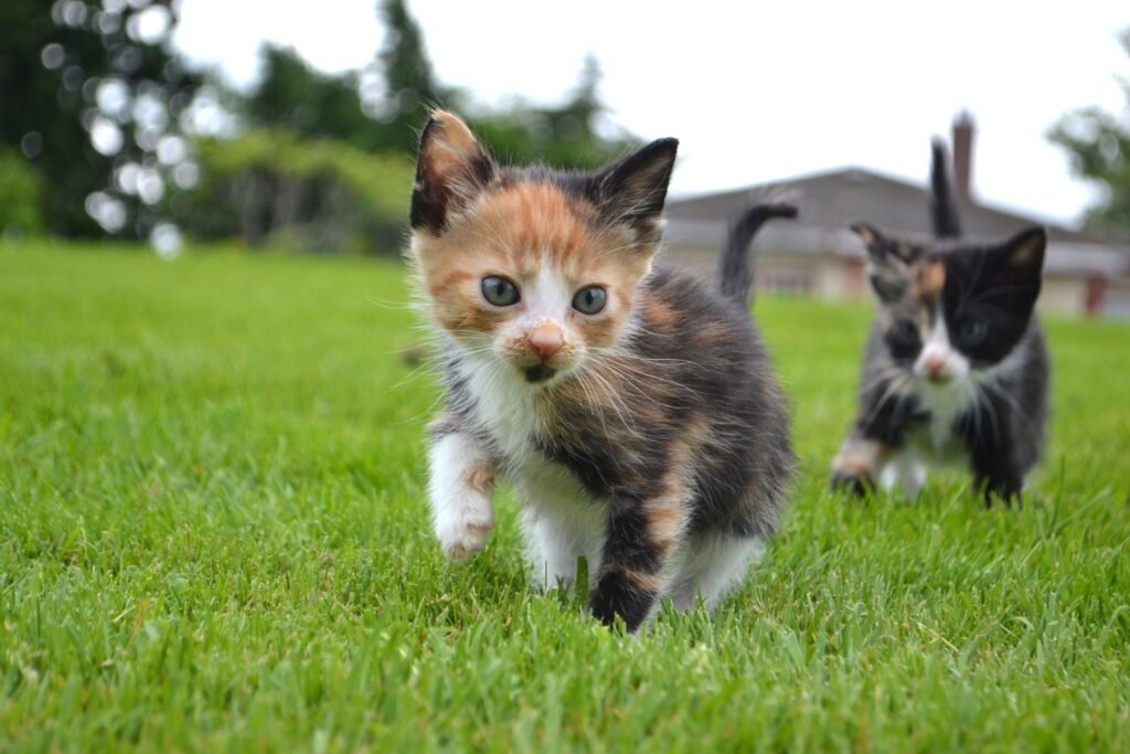 Small Pet Care Guide: How to Take Care of Rabbits, Hamsters, and Other Small Pets