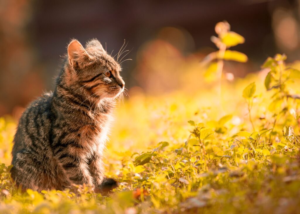 Pet Wellness Guide: Simple Daily Habits That Make Your Pet Live Longer