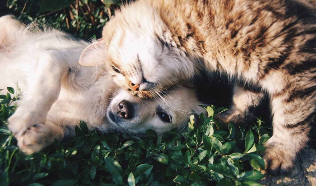 Ultimate Guide to Pet Care: Keeping Your Furry Friends Healthy and Happy