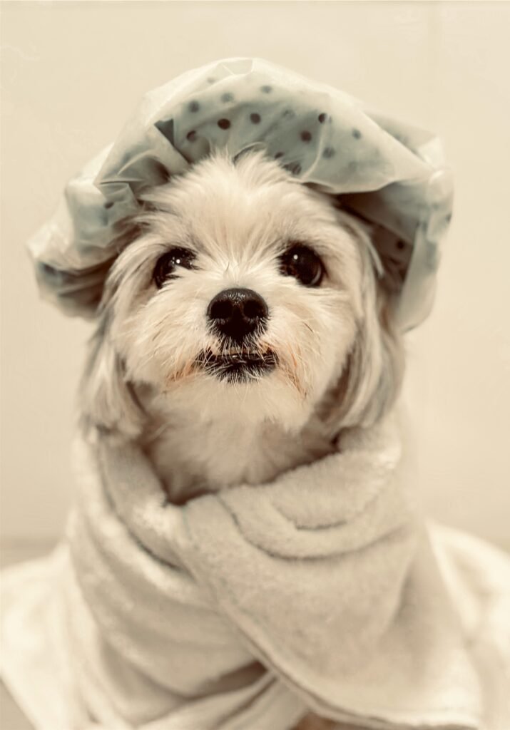 Essential Puppy Care Guide: How to Raise a Healthy and Well-Trained Puppy