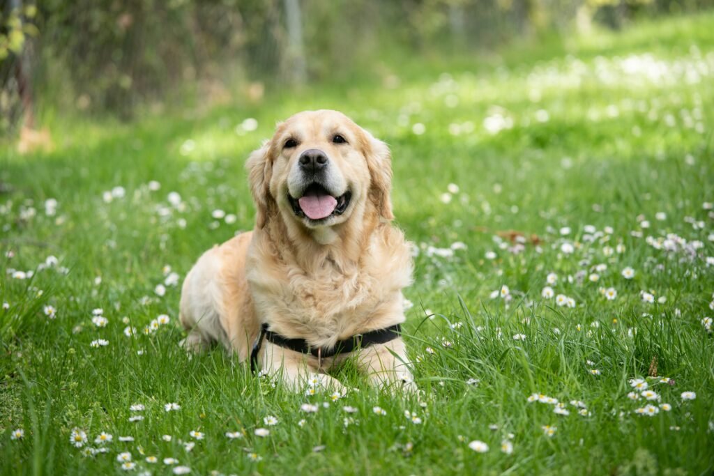 Monsoon Pet Care Tips for a Healthy and Happy Pet
