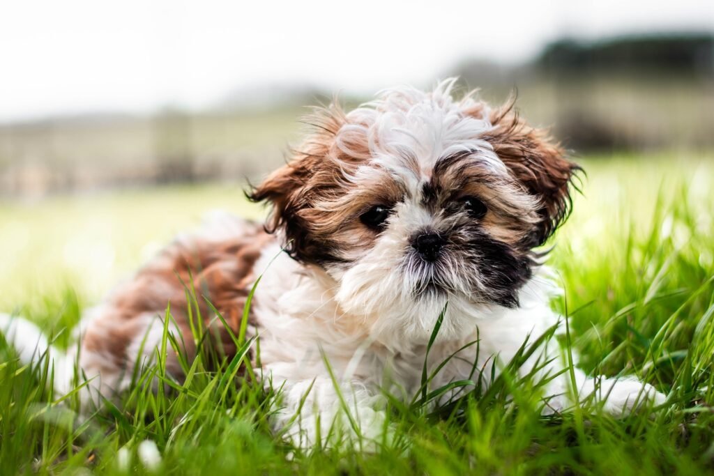 How to Keep Your Pets Happy and Healthy During Summer