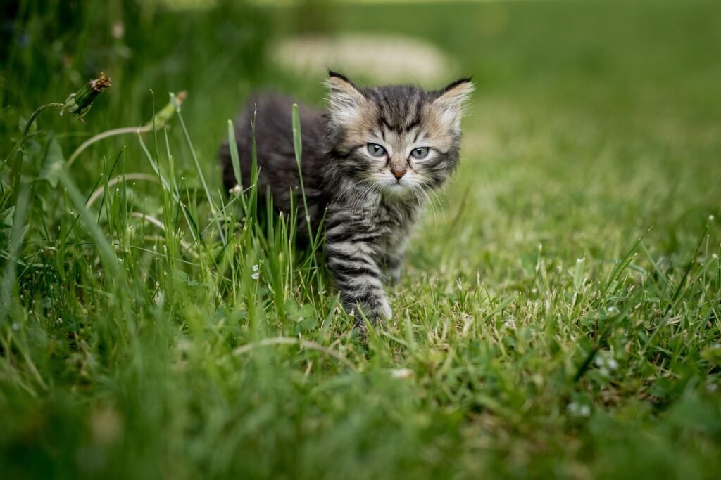 Summer Pet Care Tips: Keep Your Pet Comfortable During the Hot Season