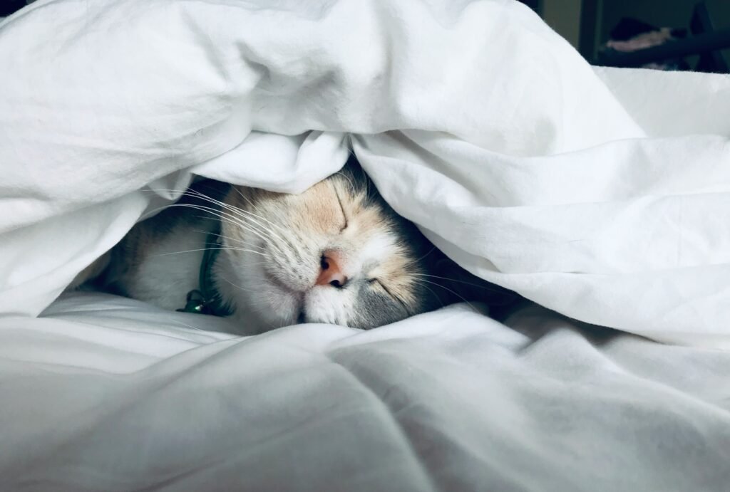 Winter Pet Care Tips Every Pet Owner Should Know